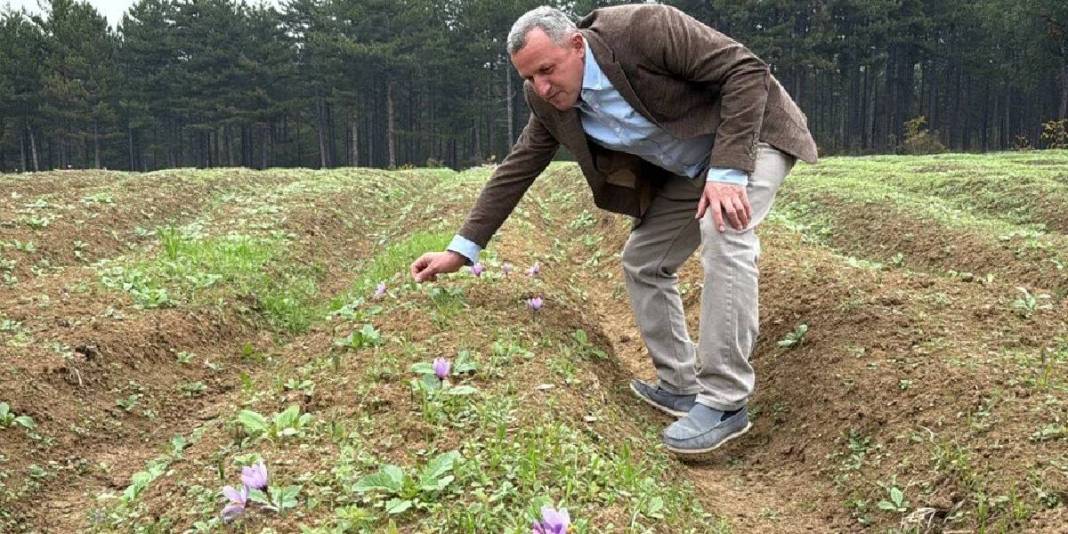 Bu ürün için yurt dışından bile akın ediyorlar! Hasat eden kazancını katlıyor: Kilosu 600.000 TL ediyor 5